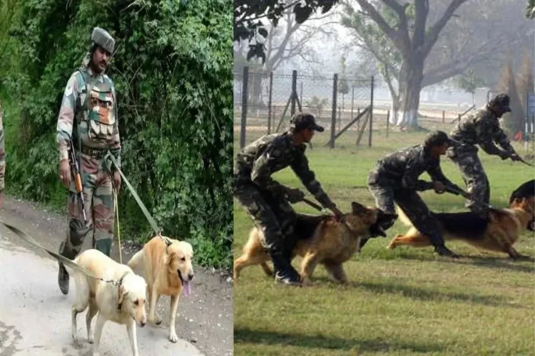 Army Dogs Retirement